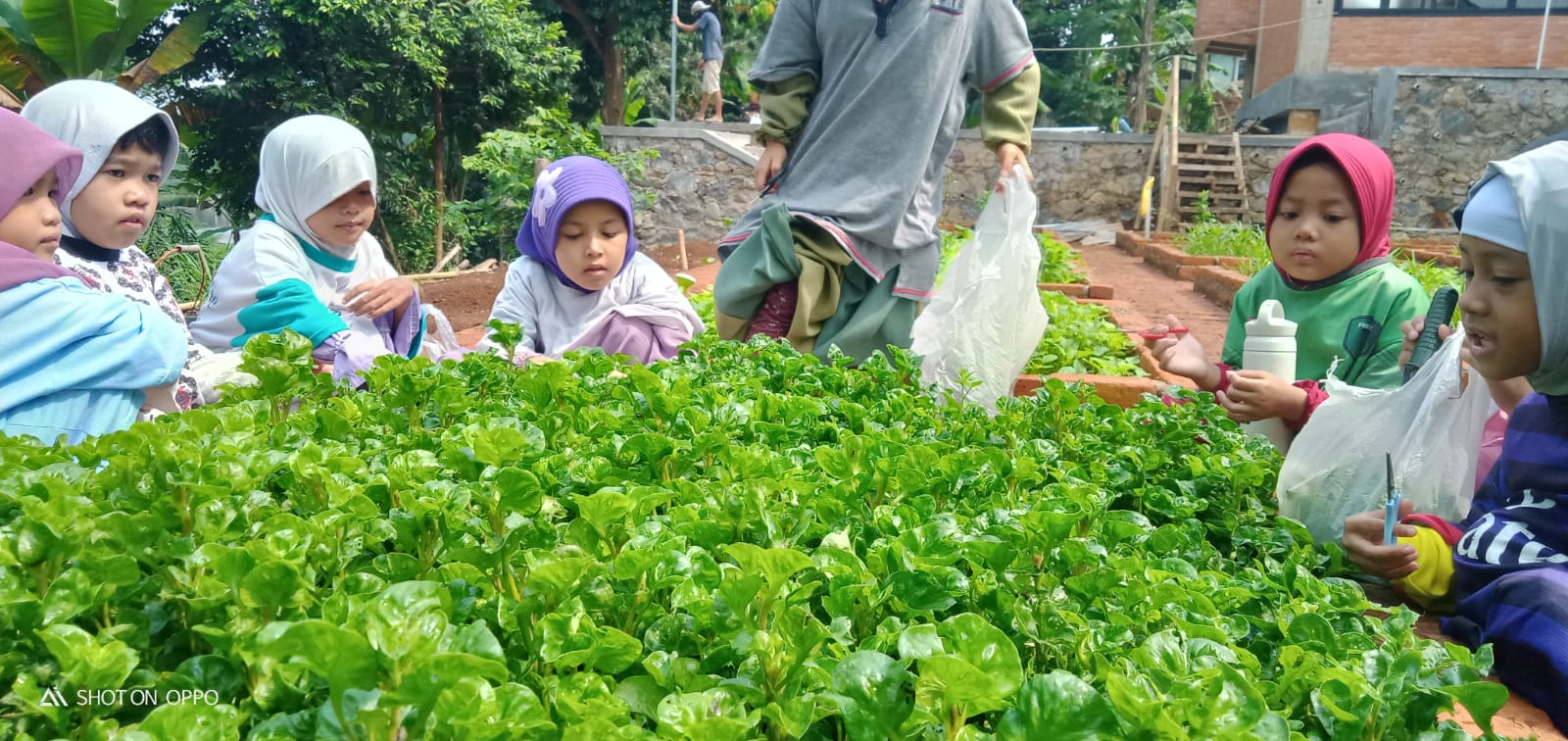 Asiknya Memanen Bayam Brazil